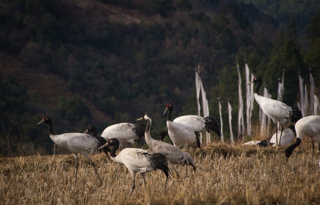 common cranes, bhutan, black-necked cranes-6922803.jpg